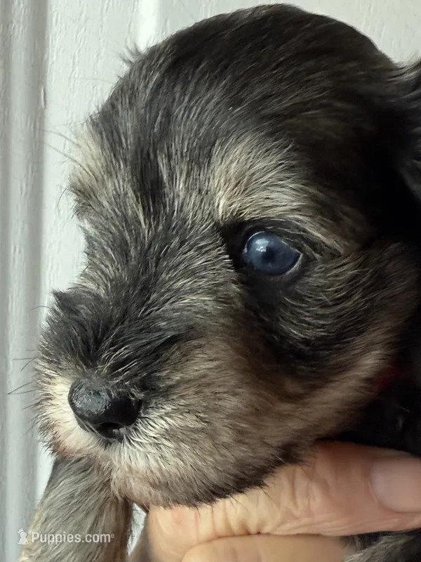AKC LYLA BLUE EYES – Miniature Schnauzer puppy for sale in Hawthorne, FL