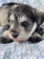 AKC CHARLOTTE, a female Miniature Schnauzer for sale in Hawthorne, FL – 2 of 3