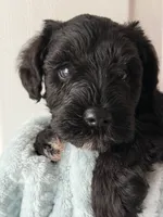 AKC BAILEY, a male Miniature Schnauzer for sale in Hawthorne, FL – 2 of 3