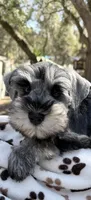 AKC BAILEY, a male Miniature Schnauzer for sale in Hawthorne, FL – Photo 3 of 3