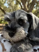 AKC BAILEY, a male Miniature Schnauzer for sale in Hawthorne, FL – Photo 2 of 3