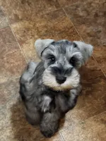 AKC BAILEY, a male Miniature Schnauzer for sale in Hawthorne, FL – Photo 1 of 3