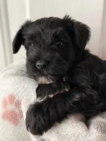 AKC CHLOE, a female Miniature Schnauzer for sale in Hawthorne, FL – 2 of 3