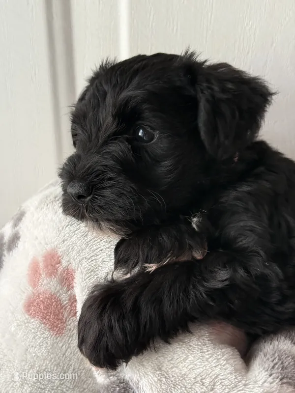 AKC CHLOE – Miniature Schnauzer puppy for sale in Hawthorne, FL