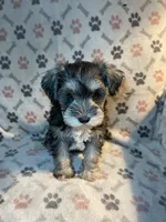 AKC BAILEY, a male Miniature Schnauzer for sale in Hawthorne, FL – 2 of 5