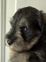 AKC LYLA BLUE EYES, a female Miniature Schnauzer for sale in Hawthorne, FL – 2 of 2