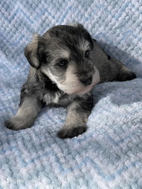 AKC CHARLOTTE – Miniature Schnauzer puppy for sale in Hawthorne, FL