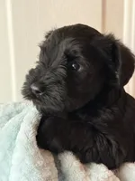 AKC BAILEY, a male Miniature Schnauzer for sale in Hawthorne, FL – 1 of 3