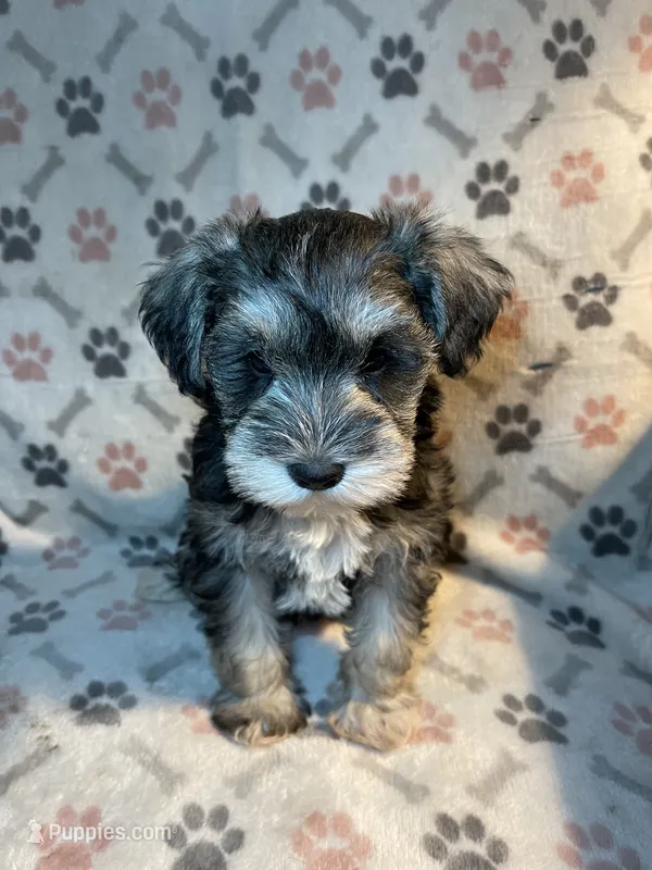 AKC BAILEY – Miniature Schnauzer puppy for sale in Hawthorne, FL
