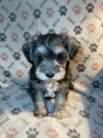 AKC BAILEY, a male Miniature Schnauzer for sale in Hawthorne, FL – 1 of 5