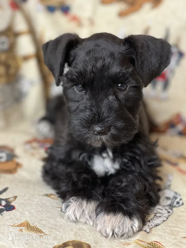 AKC MILO – Miniature Schnauzer puppy for sale in Hawthorne, FL
