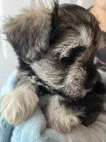 AKC CHARLOTTE, a female Miniature Schnauzer for sale in Hawthorne, FL – 3 of 3
