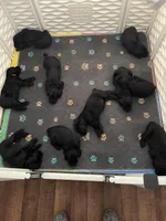AKC ZEUS, a male Giant Schnauzer for sale in Hawthorne, FL – 7 of 7