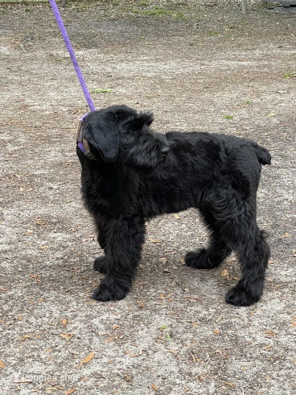 AKC ZEUS – Giant Schnauzer puppy for sale in Hawthorne, FL