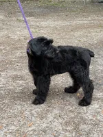AKC ZEUS, a male Giant Schnauzer for sale in Hawthorne, FL – 1 of 7