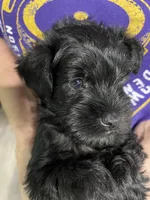 AKC ZEUS, a male Giant Schnauzer for sale in Hawthorne, FL – 3 of 7