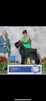 AKC ZEUS, a male Giant Schnauzer for sale in Hawthorne, FL – 5 of 7