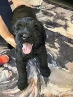 AKC ZEUS, a male Giant Schnauzer for sale in Hawthorne, FL – 4 of 7