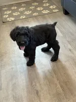 AKC ZEUS, a male Giant Schnauzer for sale in Hawthorne, FL – 2 of 7