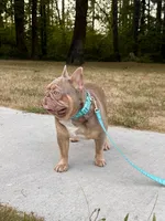 Royal, a male French Bulldog for sale in Portland, OR – Photo 3 of 5