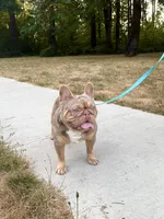 Royal, a male French Bulldog for sale in Portland, OR – Photo 1 of 5