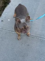Royal, a male French Bulldog for sale in Portland, OR – Photo 2 of 5