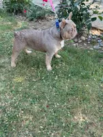 Royal, a male French Bulldog for sale in Portland, OR – Photo 5 of 5