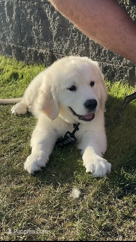 Walter – English Cream Golden Retriever puppy for sale in Portland, OR