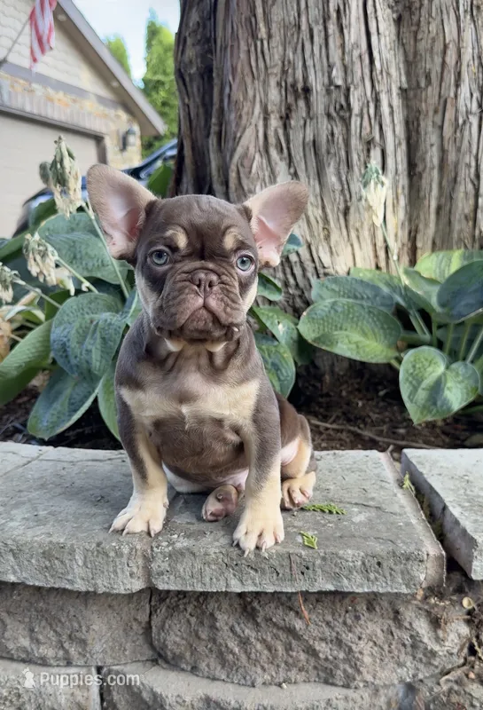 Gucci  – French Bulldog puppy for sale in Portland, OR