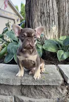Gucci , a male French Bulldog for sale in Portland, OR – 1 of 3