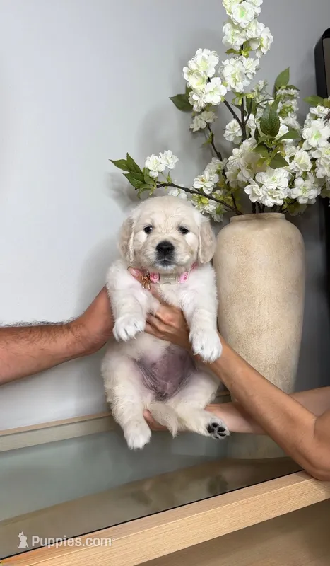 Bella  – English Cream Golden Retriever puppy for sale in Portland, OR