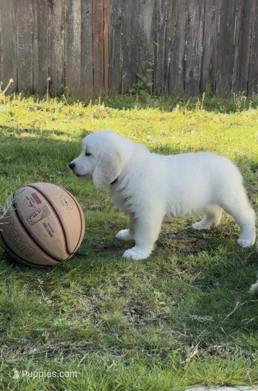 Walter – English Cream Golden Retriever puppy for sale in Portland, OR
