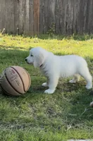 Walter, a male English Cream Golden Retriever for sale in Portland, OR – 1 of 3