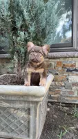 Dior, a male French Bulldog for sale in Portland, OR – 3 of 6