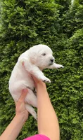 Golden retriever male, a male English Cream Golden Retriever for sale in Portland, OR – 2 of 2