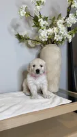 Bella , a female English Cream Golden Retriever for sale in Portland, OR – 2 of 4
