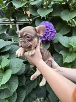 Gucci , a male French Bulldog for sale in Portland, OR – 3 of 5