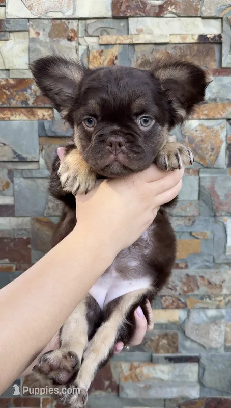 Rojo fluffy girl Rosa – French Bulldog puppy for sale in Portland, OR