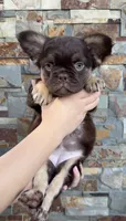 Rojo fluffy girl Rosa, a female French Bulldog for sale in Portland, OR – 2 of 3