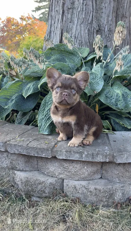 Dior – French Bulldog puppy for sale in Portland, OR