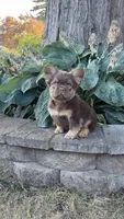 Dior, a male French Bulldog for sale in Portland, OR – 4 of 6
