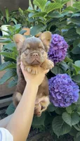 Dior, a male French Bulldog for sale in Portland, OR – 2 of 6
