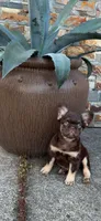 Rojo fluffy girl Rosa, a female French Bulldog for sale in Portland, OR – 3 of 3