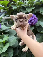 Gucci , a male French Bulldog for sale in Portland, OR – 2 of 5