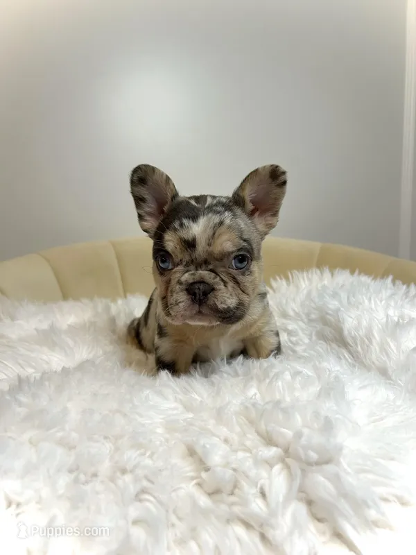 Fluffy chocolate Merle female