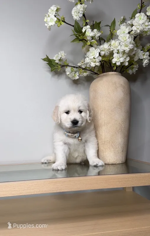 Oliver – English Cream Golden Retriever puppy for sale in Portland, OR