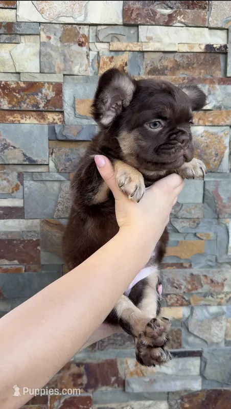 Rojo fluffy girl Rosa – French Bulldog puppy for sale in Portland, OR