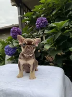 Gucci , a male French Bulldog for sale in Portland, OR – 5 of 5