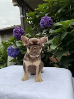 Gucci , a male French Bulldog for sale in Portland, OR – 4 of 5