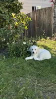 Walter, a male English Cream Golden Retriever for sale in Portland, OR – 3 of 3